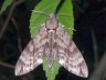 moth-image