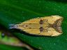 moth-image