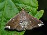 moth-image