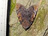 moth-image