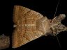 moth-image