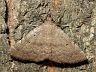 moth-image