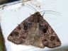 moth-image