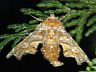 moth-image