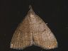 moth-image