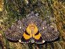 moth-image