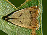 moth-image