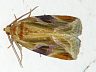 moth-image