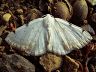 moth-image