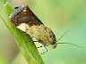 moth-image