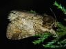 moth-image