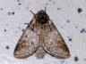 moth-image