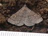 moth-image