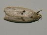moth-image