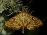 moth-image