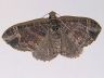 moth-image
