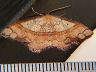 moth-image