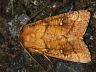 moth-image
