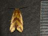 moth-image