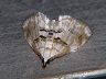 moth-image