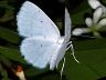 moth-image