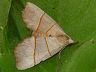 moth-image