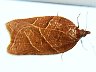 moth-image