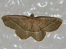 moth-image