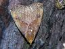 moth-image