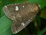 moth-image