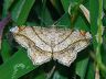 moth-image