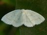 moth-image