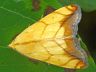 moth-image