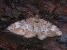 moth-image