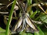 moth-image