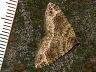 moth-image