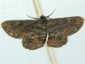 moth-image