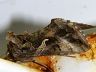 moth-image