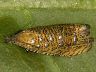 moth-image