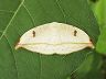 moth-image