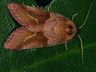 moth-image