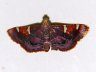 moth-image
