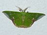moth-image