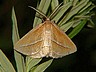 moth-image