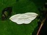 moth-image