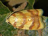 moth-image