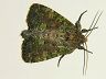 moth-image