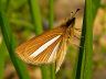 butterfly-image
