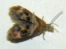 moth-image