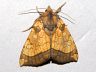 moth-image